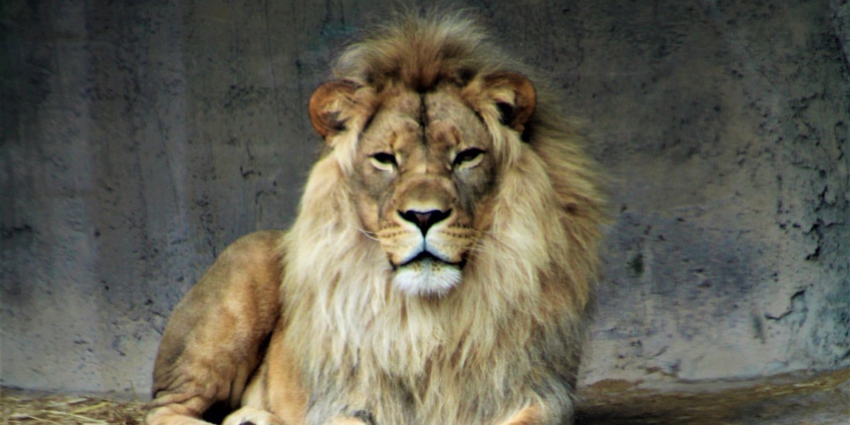 Easter Sunday & Aslan - Resurrection of the Lion - Crossroads